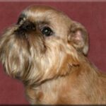 Griffon Belge