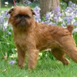 Griffon Belge