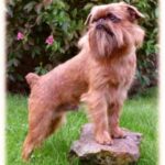 Griffon Bruxellois