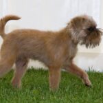 Griffon Bruxellois