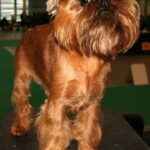 Griffon Bruxellois
