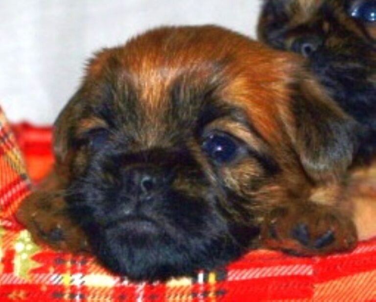 Griffon Bruxellois