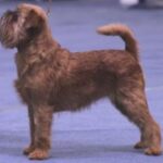 Griffon Bruxellois