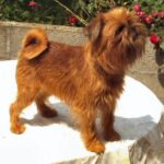 Griffon Bruxellois