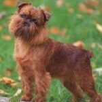 Griffon Bruxellois