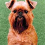 Griffon Bruxellois