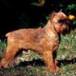Griffon Bruxellois