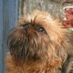 Griffon Bruxellois