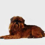 Griffon Bruxellois