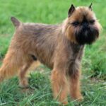 Griffon Bruxellois