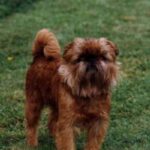 Griffon Bruxellois