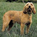 Griffon Fauve De Bretagne