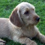 Griffon Fauve De Bretagne