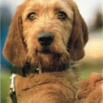 Griffon Fauve De Bretagne
