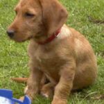 Griffon Fauve De Bretagne