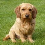 Griffon Fauve De Bretagne