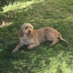 Griffon Fauve De Bretagne