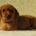 Griffon Fauve De Bretagne