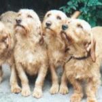 Griffon Fauve De Bretagne