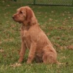Griffon Fauve De Bretagne