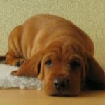 Griffon Fauve De Bretagne