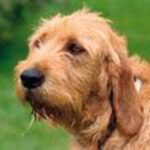 Griffon Fauve De Bretagne