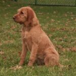 Griffon Fauve De Bretagne