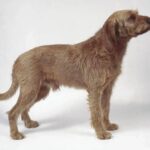 Griffon Fauve De Bretagne
