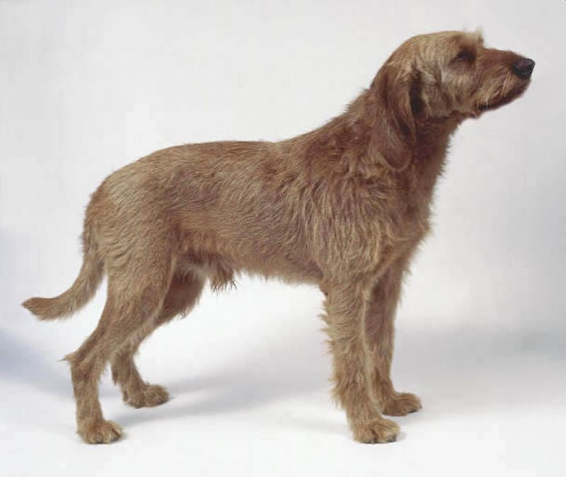 Griffon Fauve De Bretagne