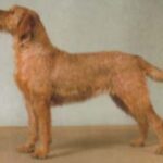 Griffon Fauve De Bretagne
