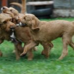 Griffon Fauve De Bretagne