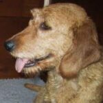 Griffon Fauve De Bretagne