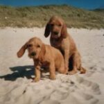 Griffon Fauve De Bretagne