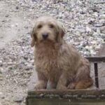 Griffon Fauve De Bretagne