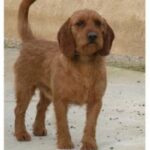 Griffon Fauve De Bretagne