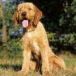 Griffon Fauve De Bretagne