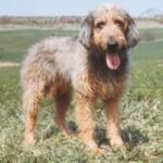 Griffon Nivernais