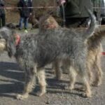 Griffon Nivernais