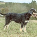 Griffon Nivernais