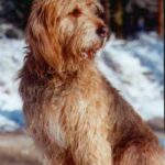 Griffon Nivernais