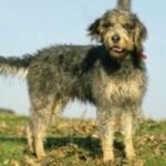 Griffon Nivernais