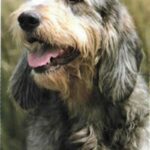 Griffon Nivernais