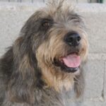 Griffon Nivernais