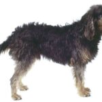 Griffon Nivernais