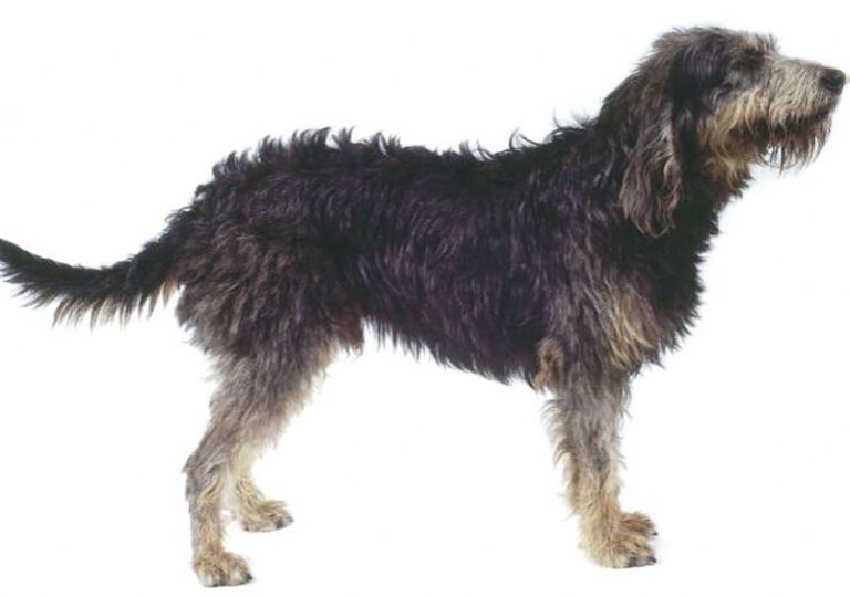 Griffon Nivernais