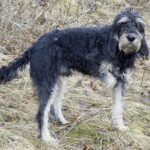 Griffon Nivernais