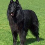 Groenendael