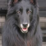 Groenendael