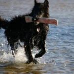 Groenendael