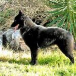 Groenendael